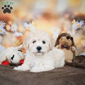 Jolene, Bich-Poo Puppy