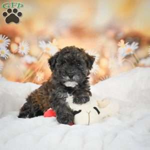 Julie, Bich-Poo Puppy
