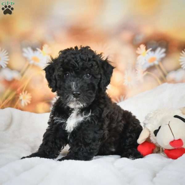 Jay, Bich-Poo Puppy