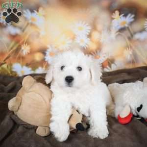 Eddy, Bichon Frise Puppy