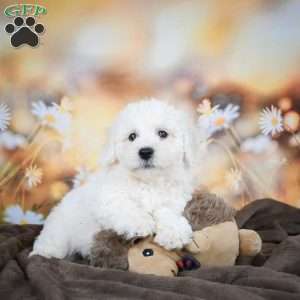 Chloe, Bichon Frise Puppy