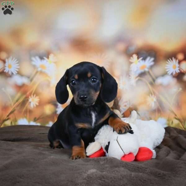 Ellen, Dachshund Puppy