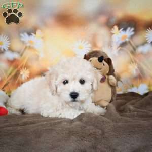 Jolene, Bich-Poo Puppy