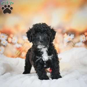 Jay, Bich-Poo Puppy