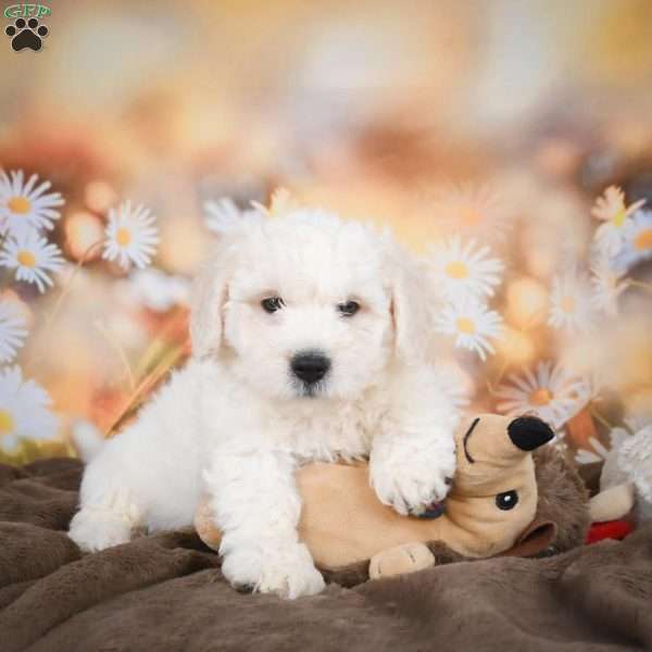 Eddy, Bichon Frise Puppy