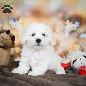 Chloe, Bichon Frise Puppy