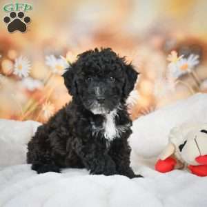Jay, Bich-Poo Puppy