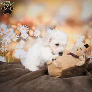 Eddy, Bichon Frise Puppy