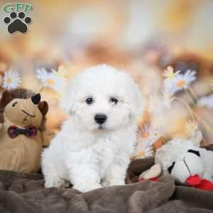 Chloe, Bichon Frise Puppy