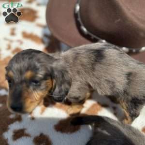 Gray, Dachshund Puppy