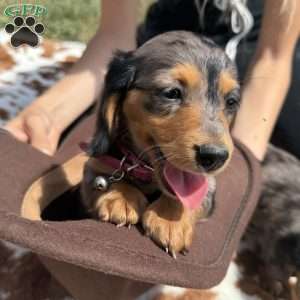 Luna, Dachshund Puppy