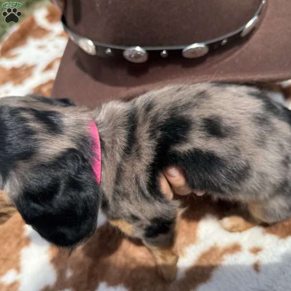 Luna, Dachshund Puppy