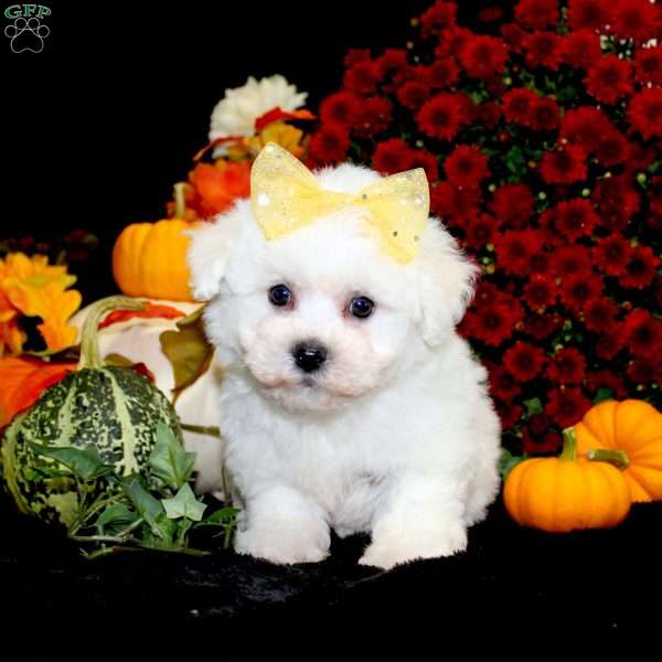 Jan, Bichon Frise Puppy