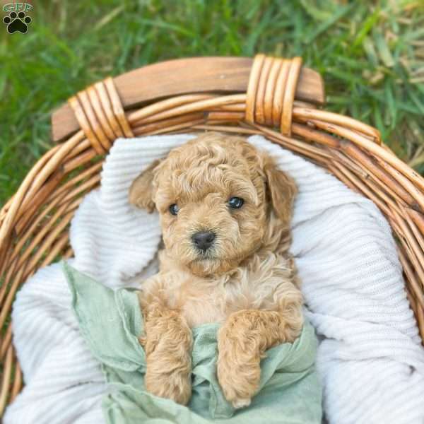 Beethoven, Bich-Poo Puppy