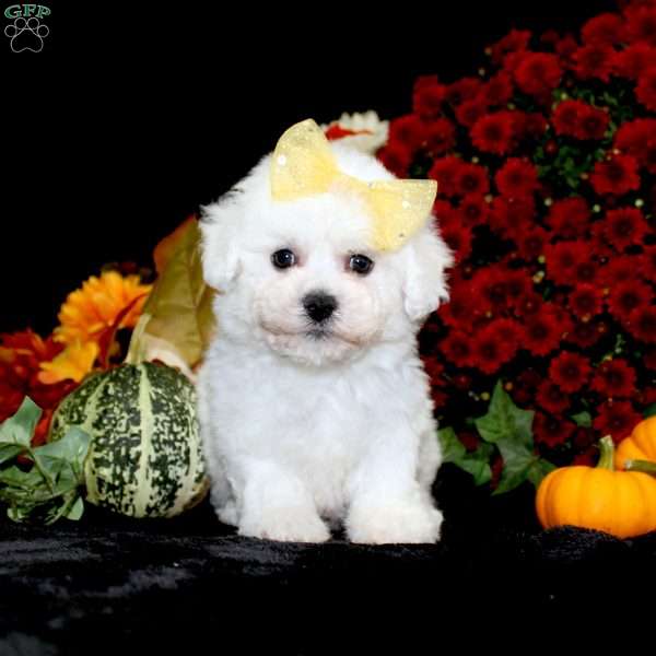 Jewel, Bichon Frise Puppy