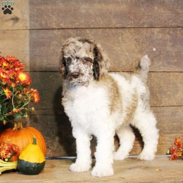 Travis, Standard Poodle Puppy