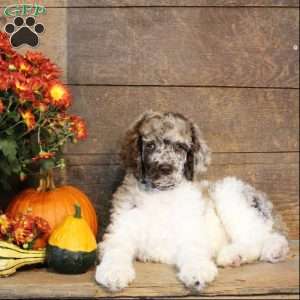 Travis, Standard Poodle Puppy