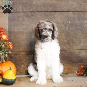 Travis, Standard Poodle Puppy