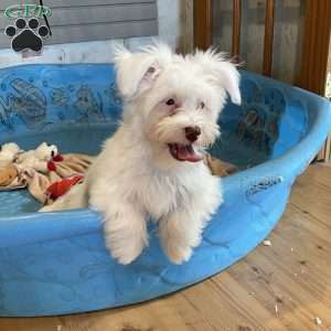 Judy, Havanese Puppy