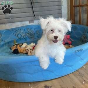 Judy, Havanese Puppy