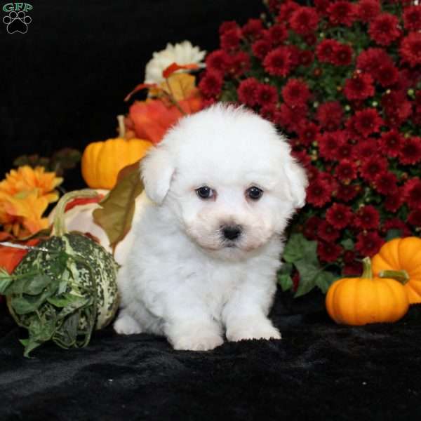 Jupiter, Bichon Frise Puppy