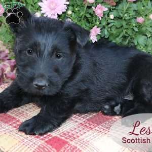 Les, Scottish Terrier Puppy