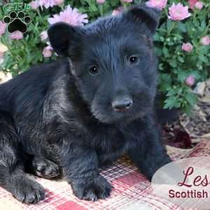 Les, Scottish Terrier Puppy
