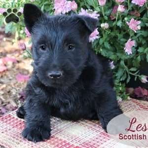 Les, Scottish Terrier Puppy