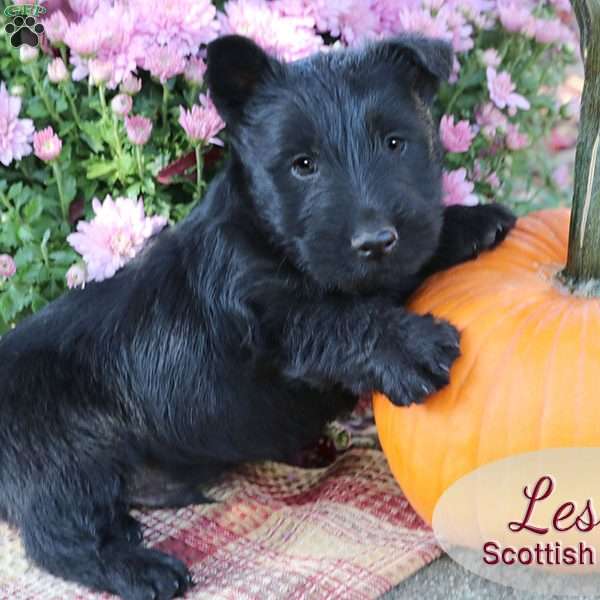 Les, Scottish Terrier Puppy
