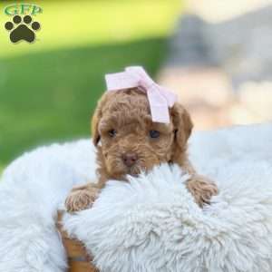 Red Princess, Bich-Poo Puppy