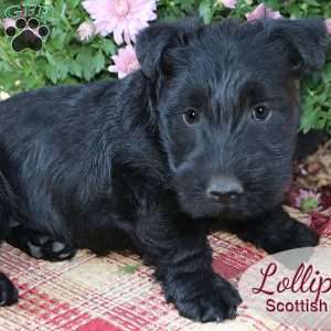 Lollipop, Scottish Terrier Puppy