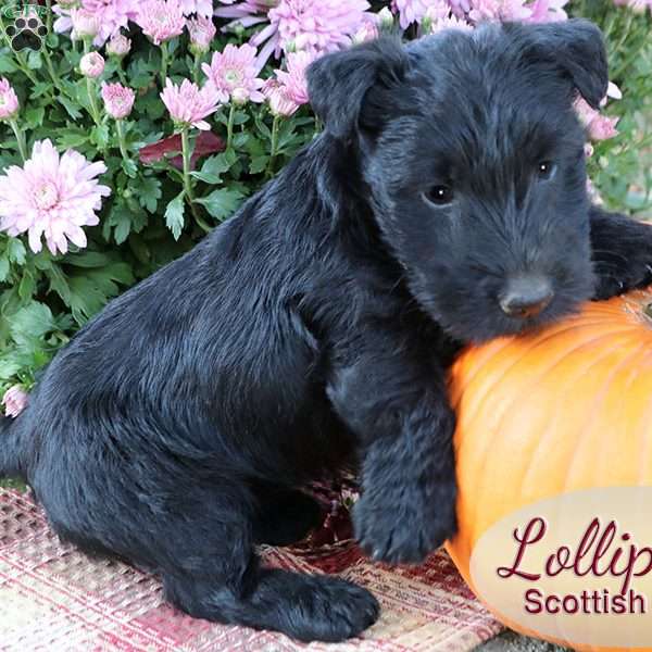 Lollipop, Scottish Terrier Puppy
