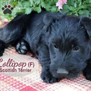 Lollipop, Scottish Terrier Puppy