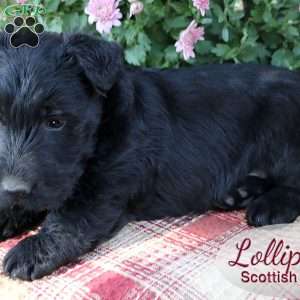 Lollipop, Scottish Terrier Puppy