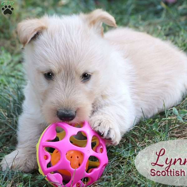 Lynn, Scottish Terrier Puppy