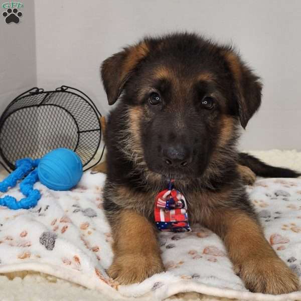 Bruce, German Shepherd Puppy