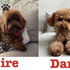 Zoe, Toy Poodle Puppy