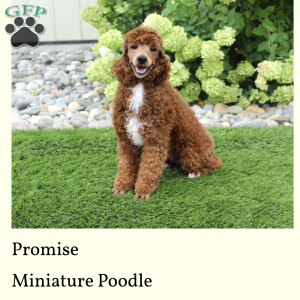 Heather, Miniature Poodle Puppy