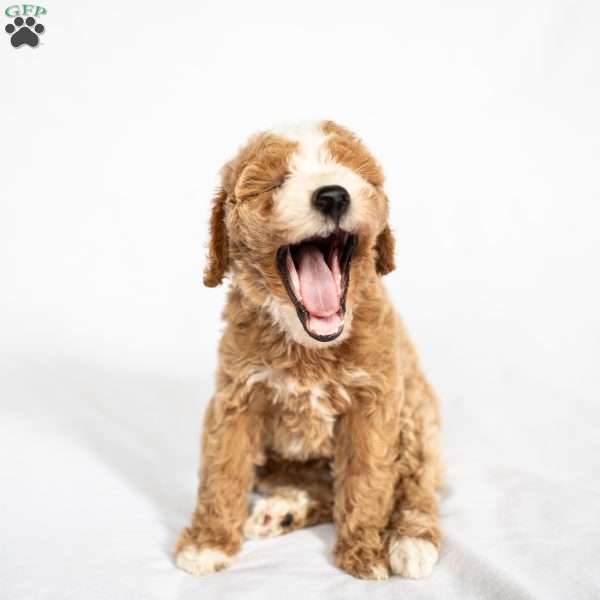 Pineapple, Miniature Poodle Puppy