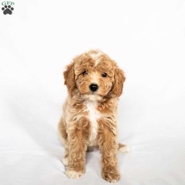 Peaches, Miniature Poodle Puppy