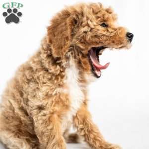 Peaches, Miniature Poodle Puppy