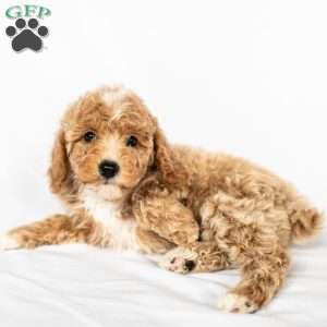 Peaches, Miniature Poodle Puppy
