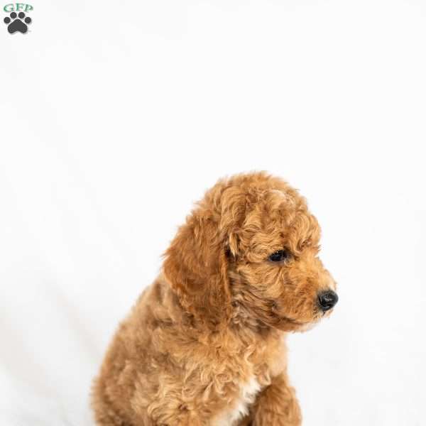 Mango, Miniature Poodle Puppy