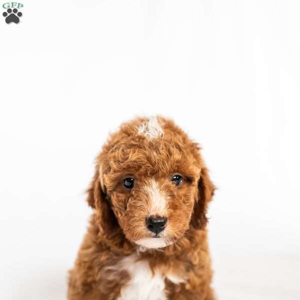 Raspberry, Miniature Poodle Puppy