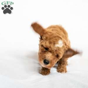 Strawberry, Miniature Poodle Puppy
