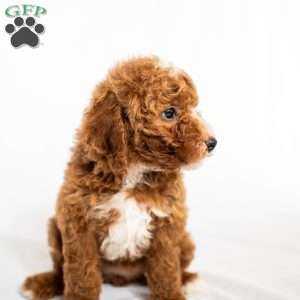 Raspberry, Miniature Poodle Puppy