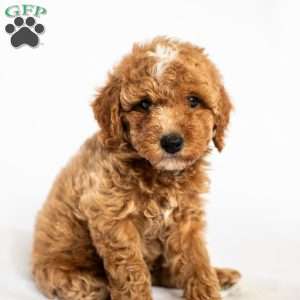 Strawberry, Miniature Poodle Puppy