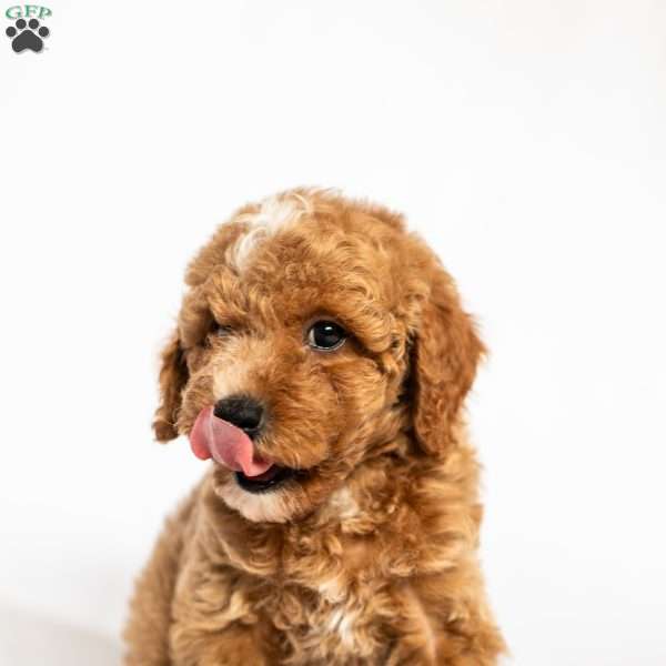 Strawberry, Miniature Poodle Puppy