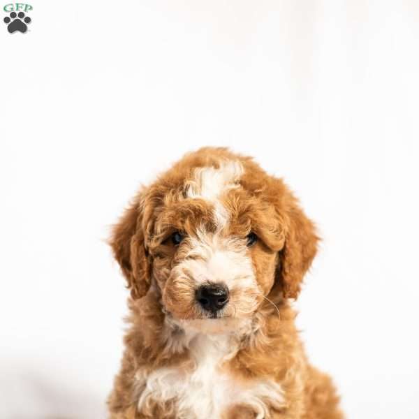 Blackberry, Miniature Poodle Puppy