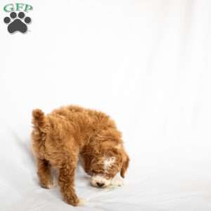 Huckleberry, Miniature Poodle Puppy